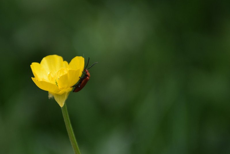 La generosa Madre Naturaleza, soluciones para una vida saludable.